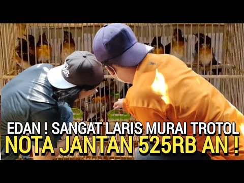 NGERI HADEH ! PULUHAN MURAI TROTOL LUDES NOTA JANTAN 525RB PER EKOR DI KIOS BURUNG PINGGIR JALAN