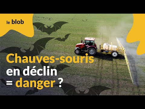 Comment le déclin des chauves-souris aurait provoqué la mort de 1 300 bébés aux États-Unis | Actu