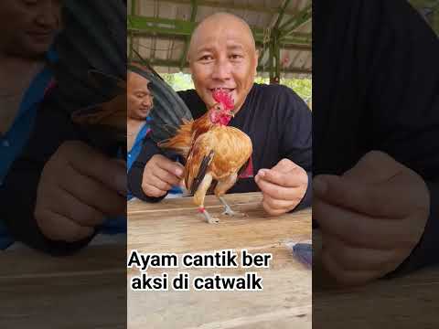 Ayam cantik beraksi d catwalk #ayamserama #herugundul #trending #shorts #short #shortsyoutube