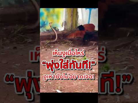 เห็นงูเมื่อไหร่…มันพุ่งใส่ทันที! "นกกระปูด ตาแดง"