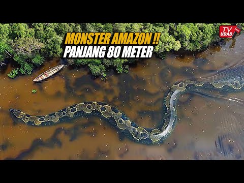 Penampakan Ular Raksasa Terbesar di Dunia Sepanjang 80 Meter Muncul di Sungai Amazon!