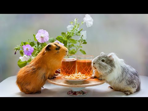 Guinea Pigs: Adorable Pets for New Pet Owners | #ExoticPets