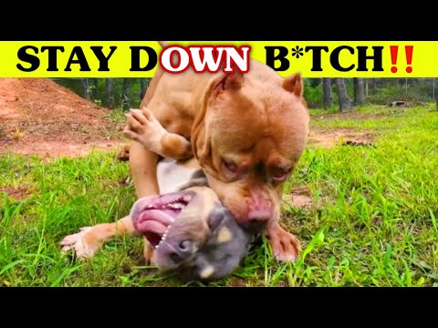DOG AGGRESSION OR DOG EDUCATION? | American Bully