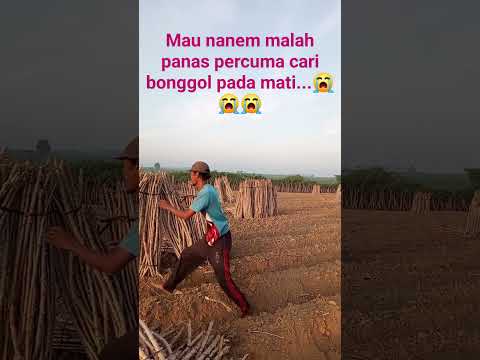PETANI SINGKONG MURKA HARGA SINGKONG TERUS TERUSAN TURUN