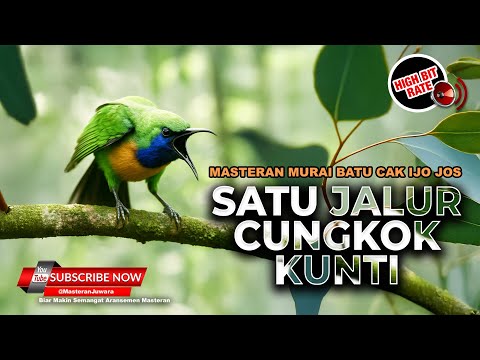 🔴 Roll Tembakan Kunti Cucak Cungkok Gacor Isian Mewah Kunti Breen Masteran Juwara 2025
