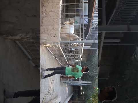 Al Wakrah Mini Zoo Part 3
