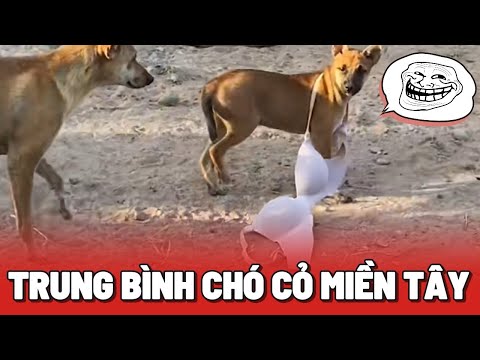 Trung bình Chó Cỏ ở miền tây sống hài hước đến như nào 😂