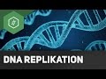 dna-replikation/