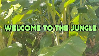 No Cooling in a HVAC Jungle