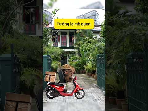 Khách hàng là đồng nghiệp #memecat #catshorts #kechuyen #memekechuyenne