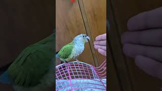 #conure #haha #youtubeshorts #edit #trending