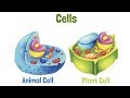 Cell Structure and Function Concepts