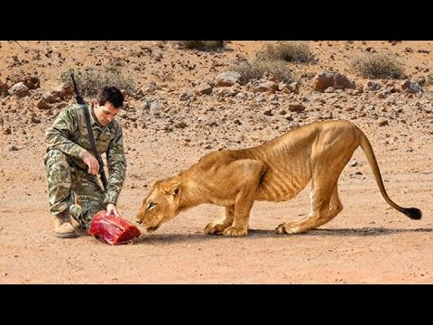 حيوانات تطلب المساعدة من البشر | قصص إنقاذ لا تُصدق!"