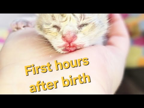 The first hours after the birth of one kitten of cat Chloe / Cute video newborn kitten