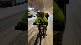pov: you’re just a cat… but somehow you became the hero of the cold night ♥️#shorts #catlovers