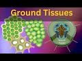 Plant Cell Types and Functions