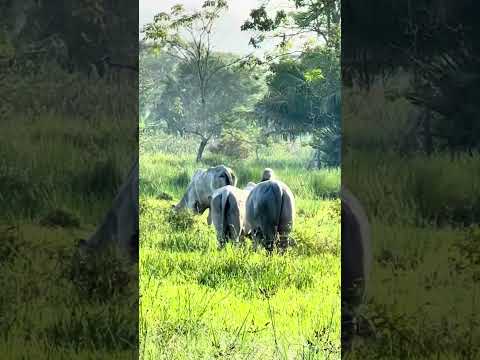 El toro con la vaca