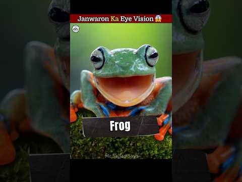 How Animals See The World ? #shorts