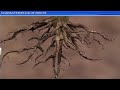 Root Hair Cell Functions and Structures