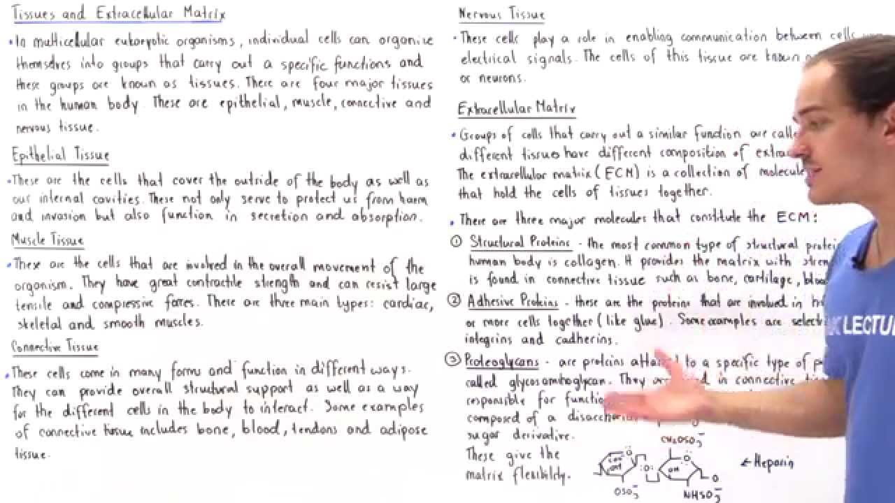 Tissue Types and Extracellular Matrix