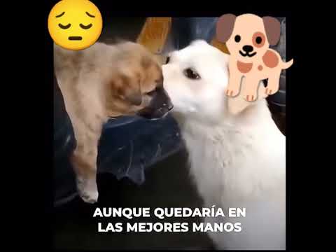 Con el corazón lleno de amor, una madre perrita se despide de su cría, muy triste