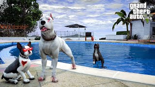 BEYAZ PİTBULL JACK'İ GİZLİCE TAKİP ETTİK! AİLEMİZE İHANET Mİ EDİYOR? - GTA 5 PİTBULL'UN HAYATI