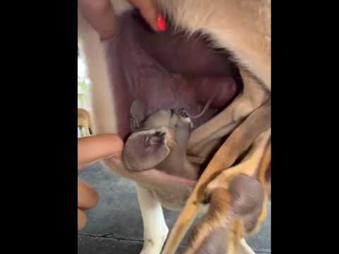 Kangaroo #youtubeshorts #talent #animals #kangaroo #ক্যাঙ্গারু