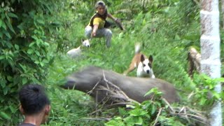 BABI HUTAN SUPER BESAR KELUAR SANGAT CEPAT DARI DALAM SARANG||BEST WILD BOAR HUNTING VIDIOS