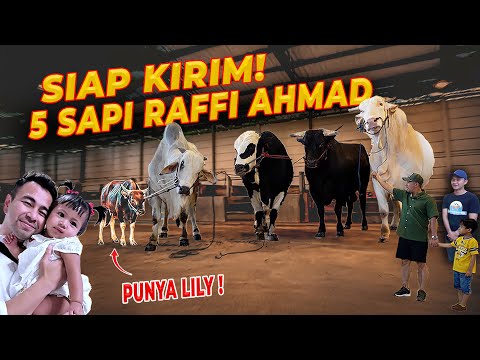 SIAP DIKIRIM !!! LENGKAP 5 SAPI RAFFI AHMAD dari SETIA FARM JAWA BARAT !