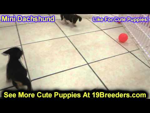 Micro Mini Dachshund Puppies For Sale In Oklahoma 08 2021