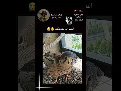 احسها اقتنعت 😂😭 #دعم #فقدان_الشغف #لايك #اشتراك #اكسبلور #ضحك #funny #kpop #twice #بتس #bts #صقر