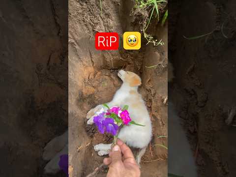 Ele completaria 7 meses hoje - Rip Paçoca