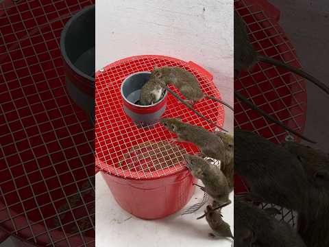 The best mouse trap ideas at home // Great tips to trap mice #mousetrap