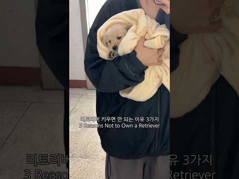 리트리버 절대 키우지 마세요 #리트리버 #강아지 #shorts