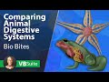 Animal Digestive Systems and Functions