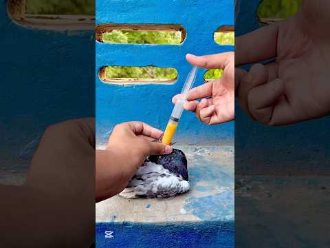Kabutar Ki Hadi Bahir Ana Ka Ilaj 😊🥚🕊️ || #viral #petsforshoq #supportme #subscribe #like