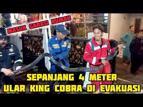 EVAKUASI ULAR KING COBRA BESAR YANG MASUK GARASI RUMAH WARGA @sabaalam025