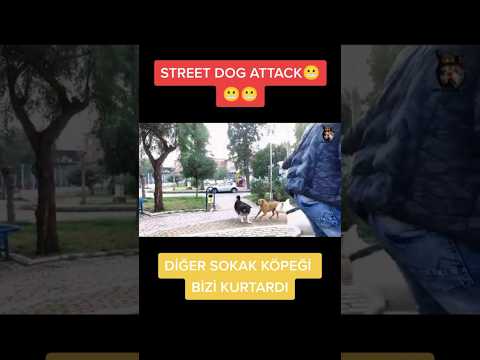 KÖEPKLERİMİZ GÜÇLÜ OYÜZDEN UZAKTUTUTYORUZ AMA BEYAZI TUTAN YANLIŞ ÇEKİYOR