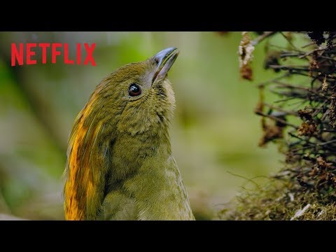 Dancing With The Birds | Clip | Netflix