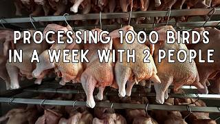 Processing 1000 broilers in a week with 2 people