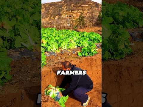 Chinese vegetables 😱 #shorts #short #farming