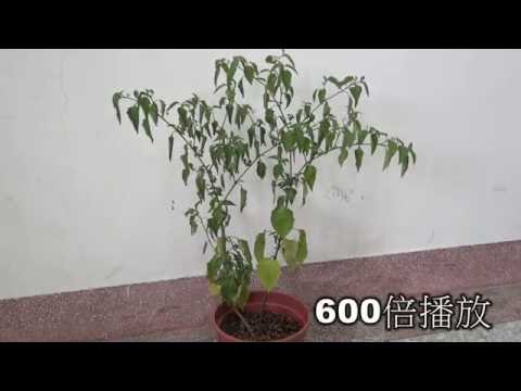 植物水分的輸送─龍葵澆水600X - YouTube