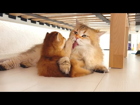 Protective Mama Cat Comforts Her Energetic Kittens After Play