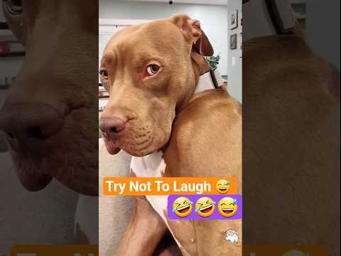 Try Not To Laugh 🤣 Funny Dogs Moments #funnyvideo #Funnydogs #dogs #dogshorts #laugh #reaction