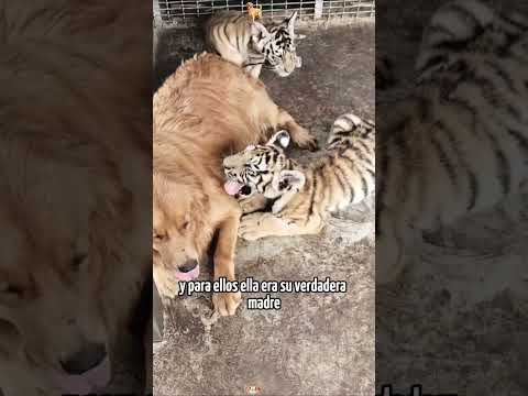Is the golden retriever the boss among the tigers?  #animals #Friendship #Us