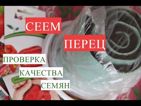Сеем Перец. Проверка Качества Семян.