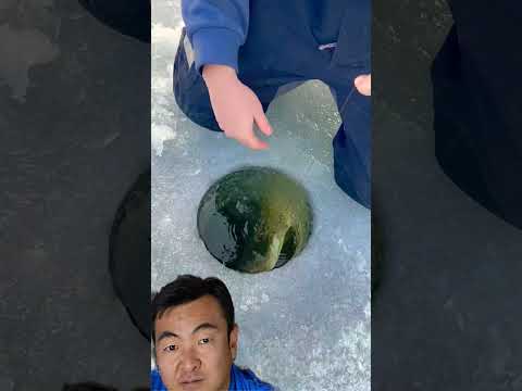 Pike Gigante Pescando no Gelo