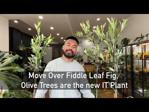 Can You Really Grow An Olive Tree as a Indoor Houseplant?!