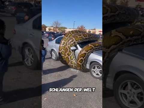 Die GRÖßTEN SCHLANGEN der Welt und die letzte ist ein Monster!#tiere #schlangen