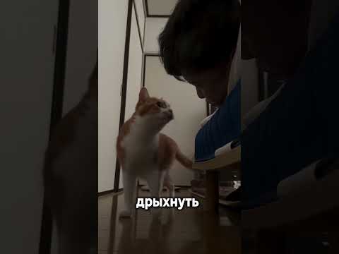 Забавные видео / запах изо рта